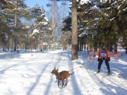 Koiravaljakkokisat 